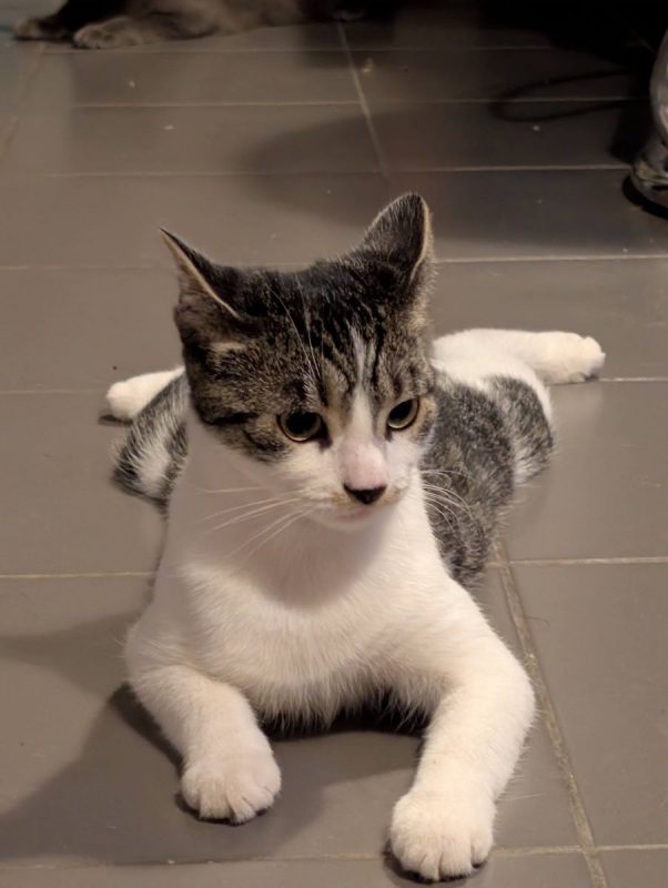 Louisa - Chat Européen à adopter - photo 7