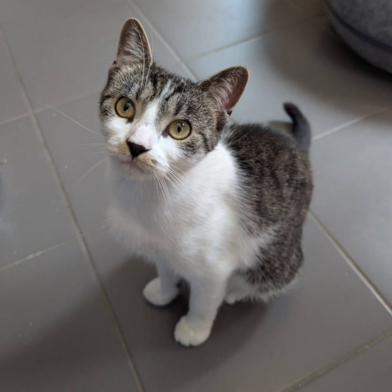 Louisa - Chat Européen à adopter