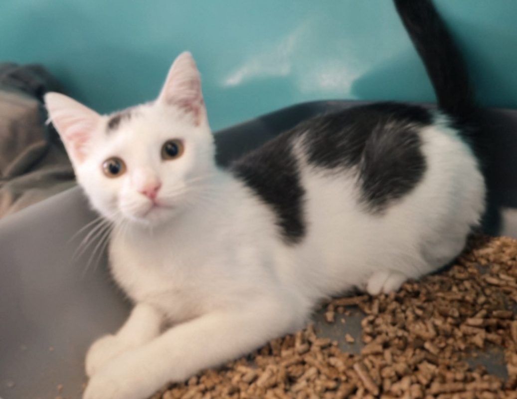 Howlinou - Chat Européen à adopter