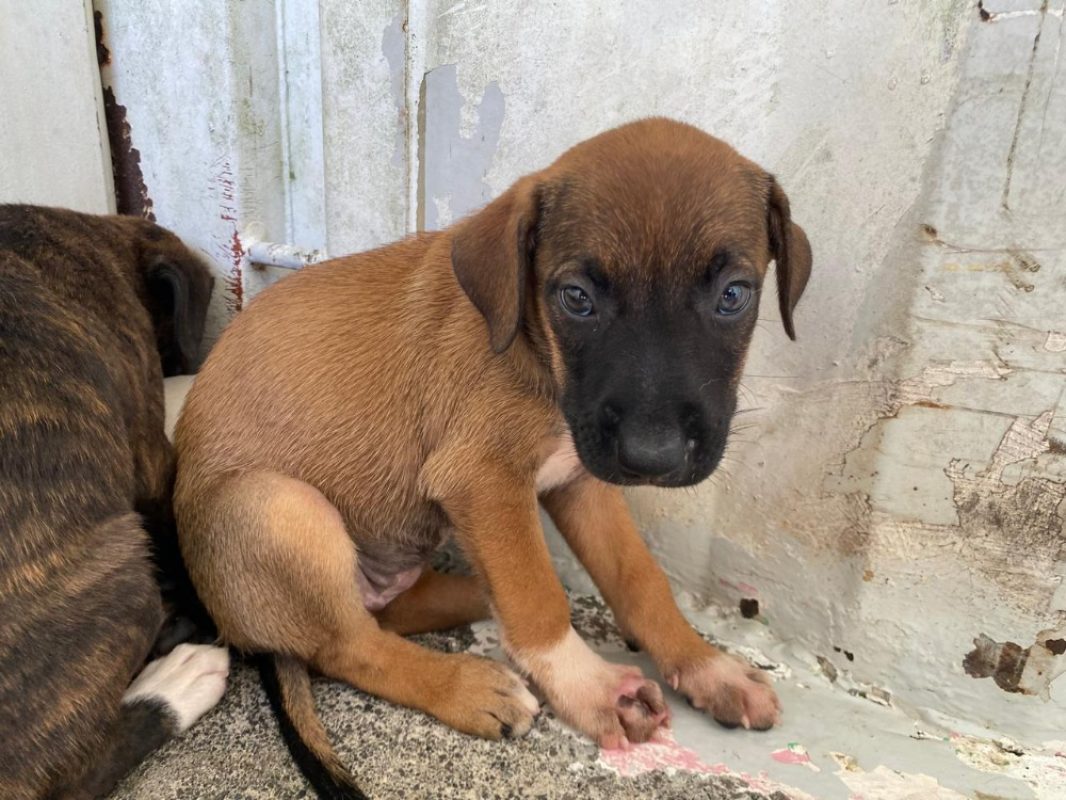 Philadelphie - Chien à adopter