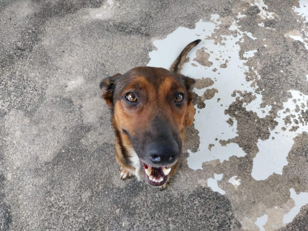 Philippine - Chien à adopter