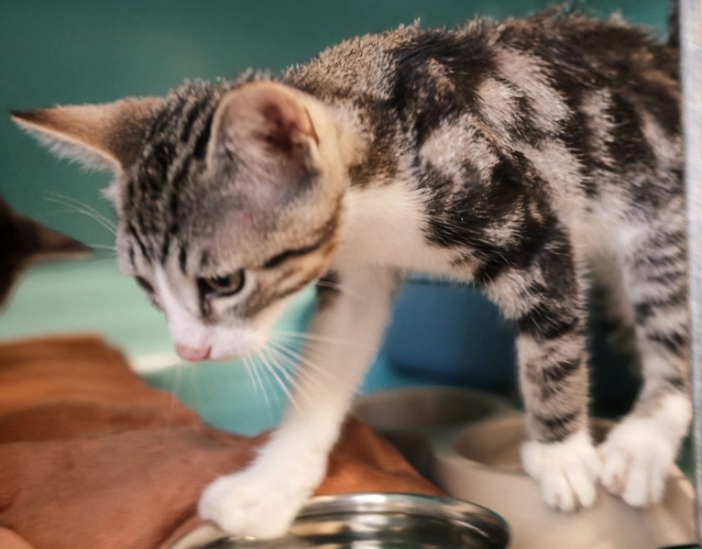Navichou - Chat Européen à adopter