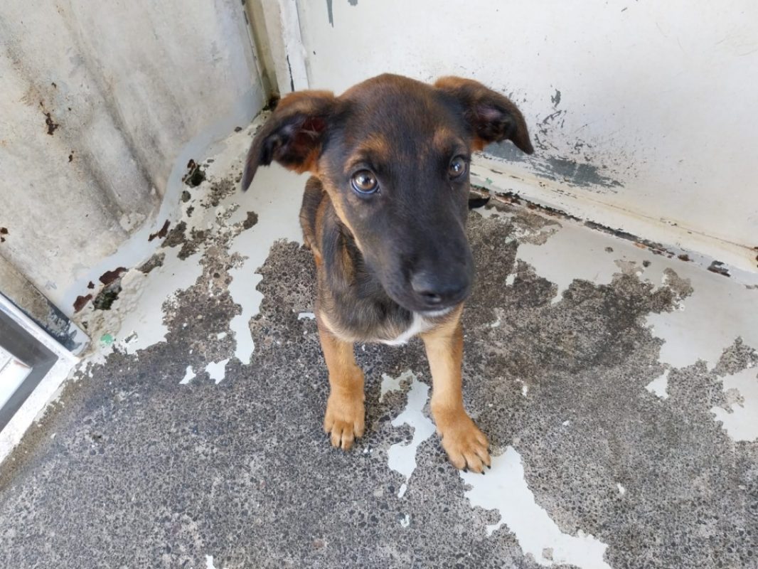 Aston - Chien à adopter