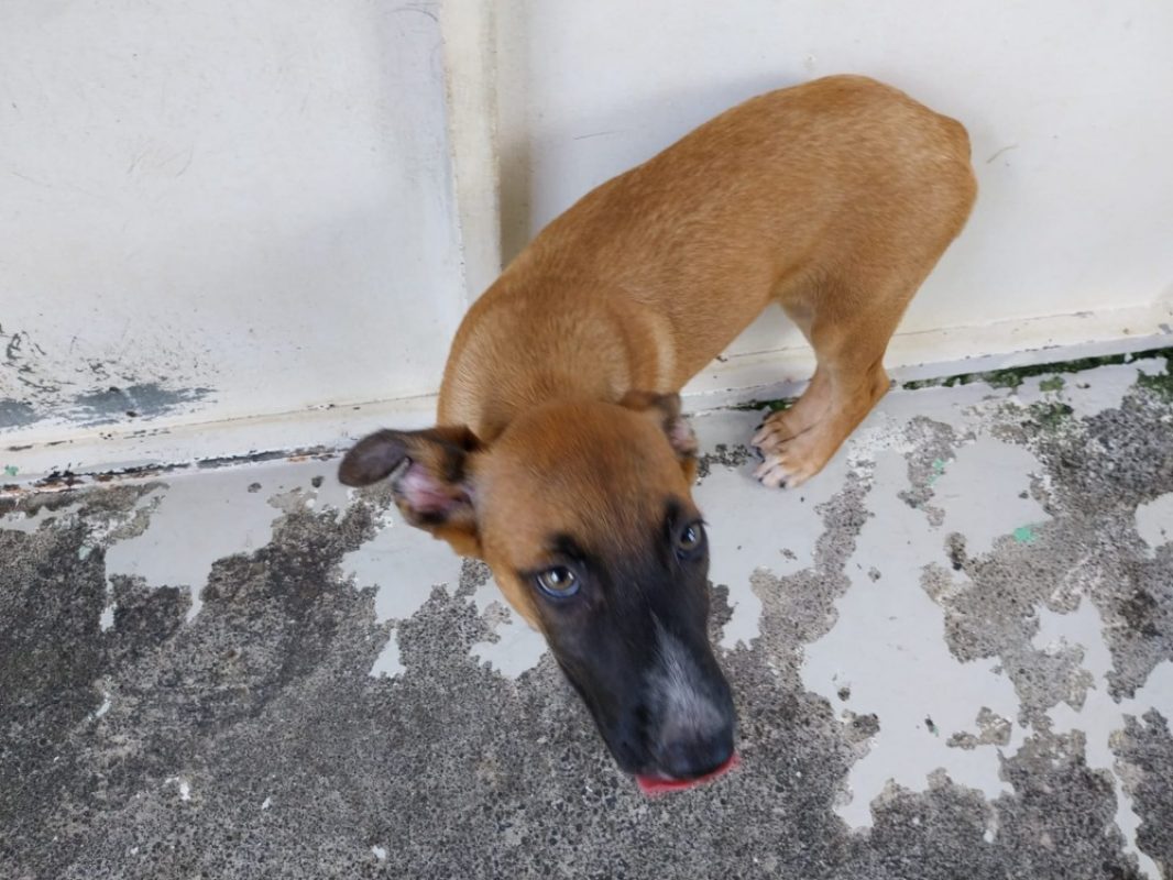 Astra - Chien à adopter