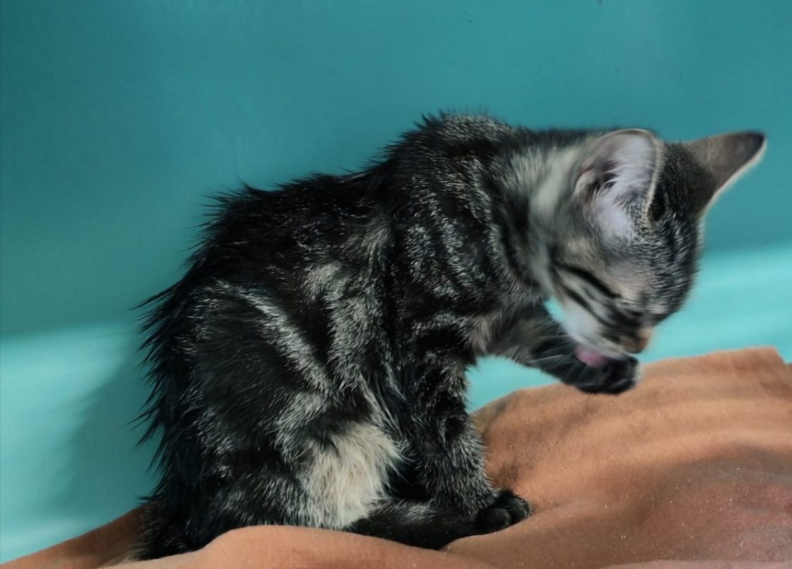 Chachou - Chat Européen à adopter