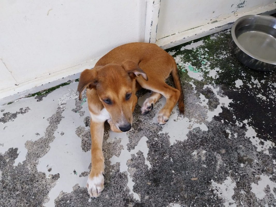 Audi - Chien à adopter