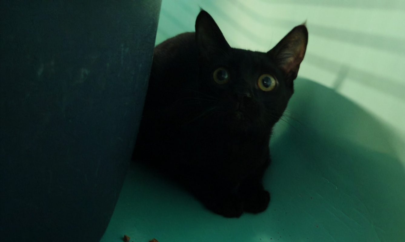 Halmi - Chat Européen à adopter