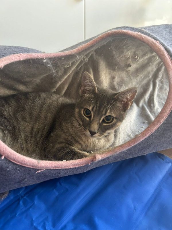 Malo - Chat Européen à adopter