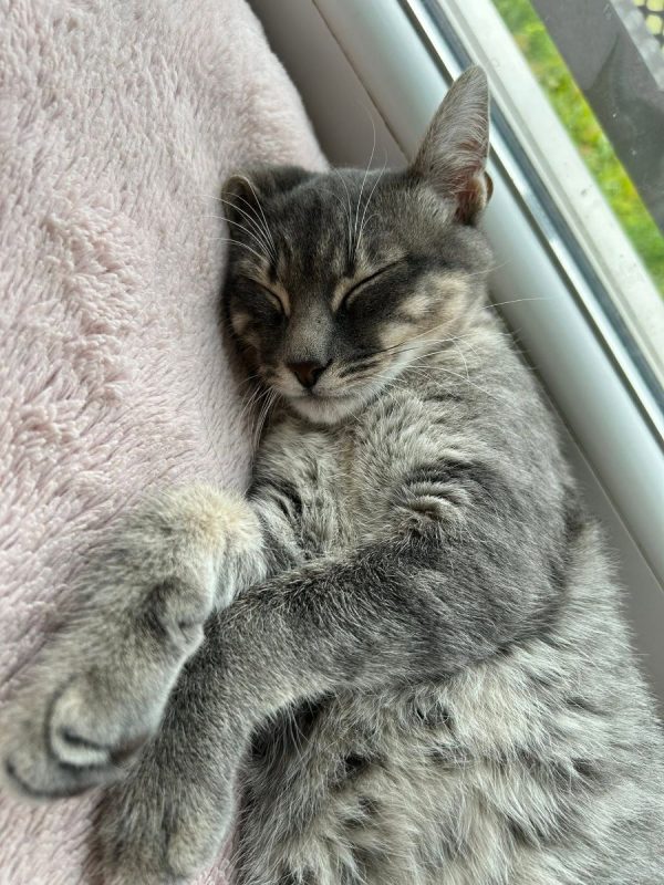 Malo - Chat Européen à adopter - photo 5