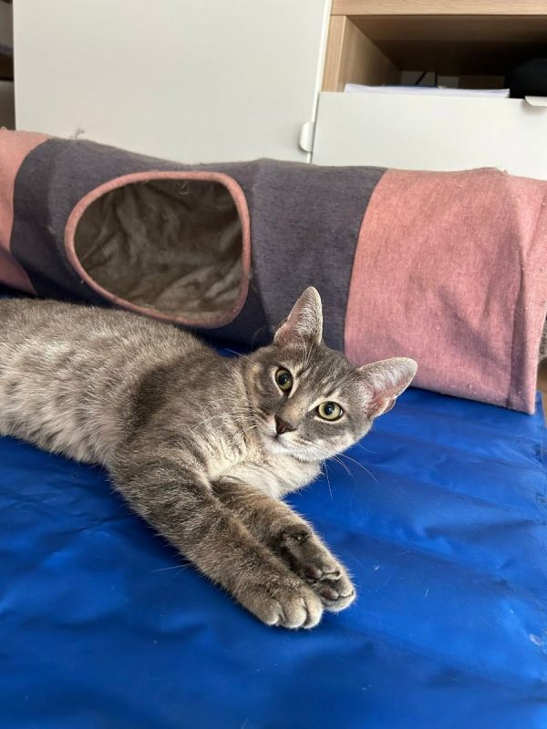 Malo - Chat Européen à adopter - photo 4