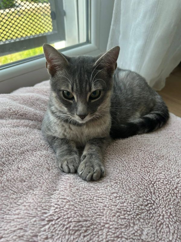 Malo - Chat Européen à adopter - photo 2