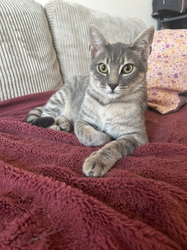 Malo - Chat Européen à adopter - photo 6
