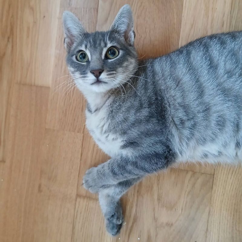 Malo - Chat Européen à adopter - photo 3
