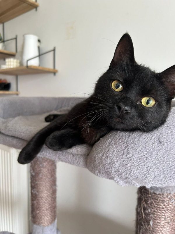 K-Sounette - Chat Européen à adopter - photo 7