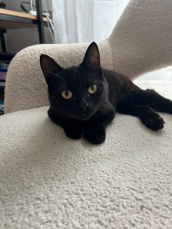 K-Sounette - Chat Européen à adopter - photo 8