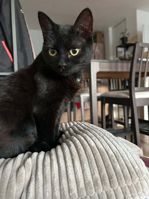 K-Sounette - Chat Européen à adopter - photo 2