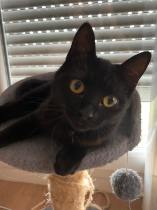 K-Sounette - Chat Européen à adopter - photo 4