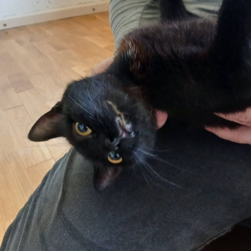 K-Sounette - Chat Européen à adopter
