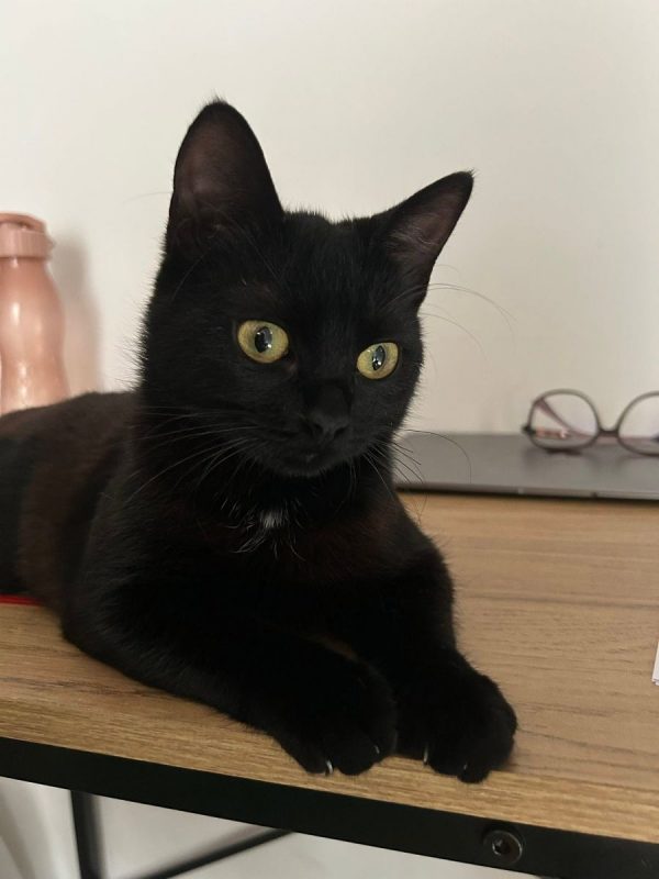 K-Sounette - Chat Européen à adopter - photo 3