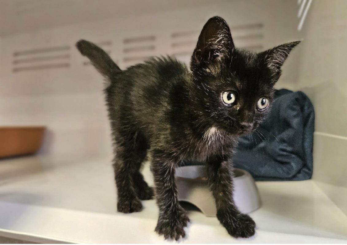 Jaclyn - Chat Européen à adopter