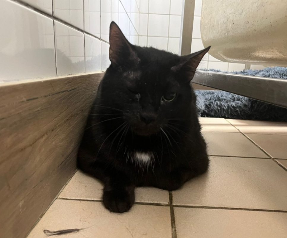 Laos - Chat Européen à adopter