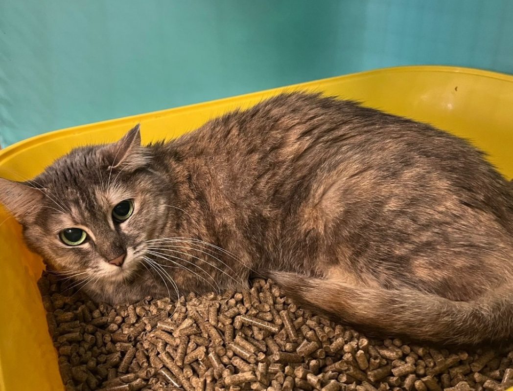 Luffa - Chat Européen à adopter