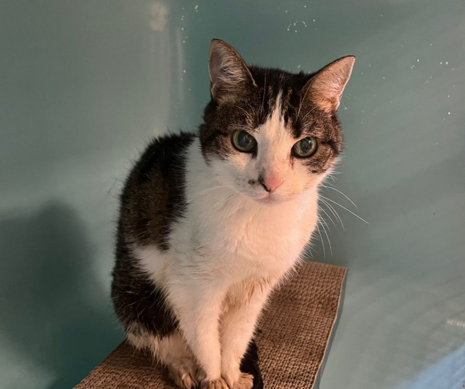 Mina - Chat Européen à adopter