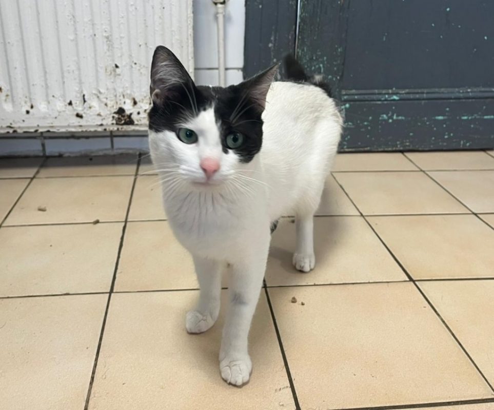 Ramzy - Chat Européen à adopter