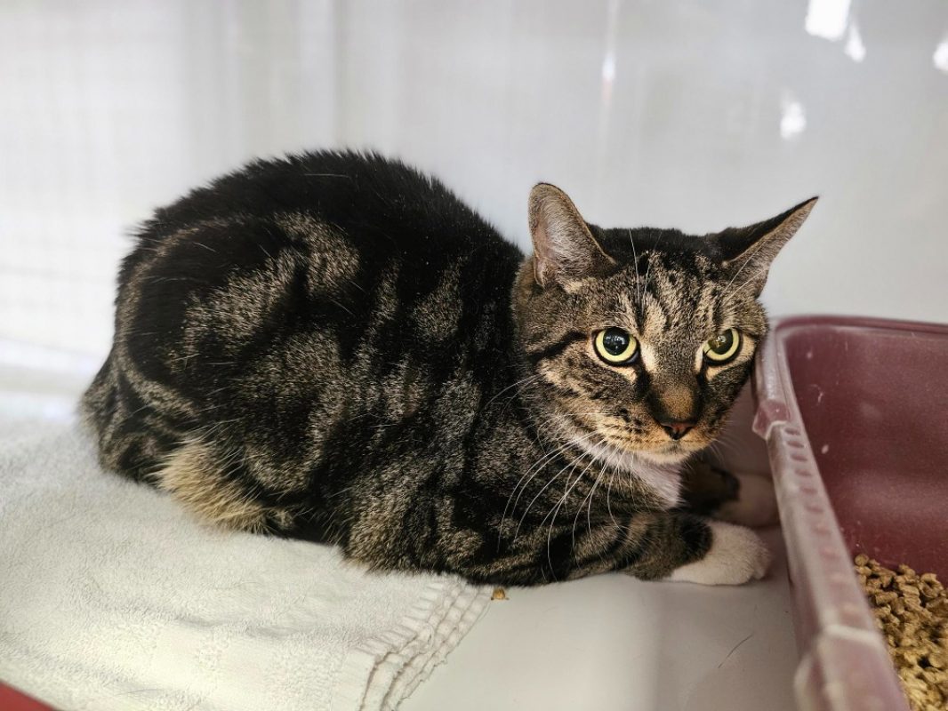 Tomi - Chat Européen à adopter