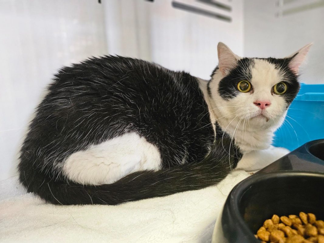 Nestor - Chat Européen à adopter