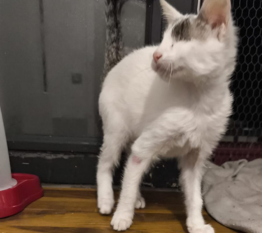 Mordicus - Chat à adopter