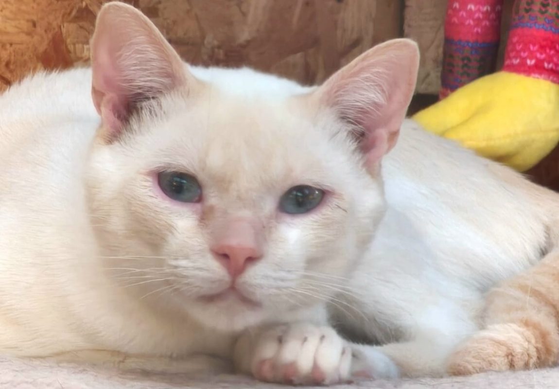 Onyx - Chat à adopter