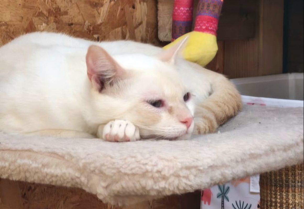 Onyx - Chat à adopter - photo 2