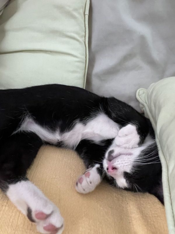 Bandit - Chat Européen à adopter