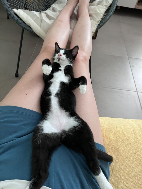 Bandit - Chat Européen à adopter - photo 3