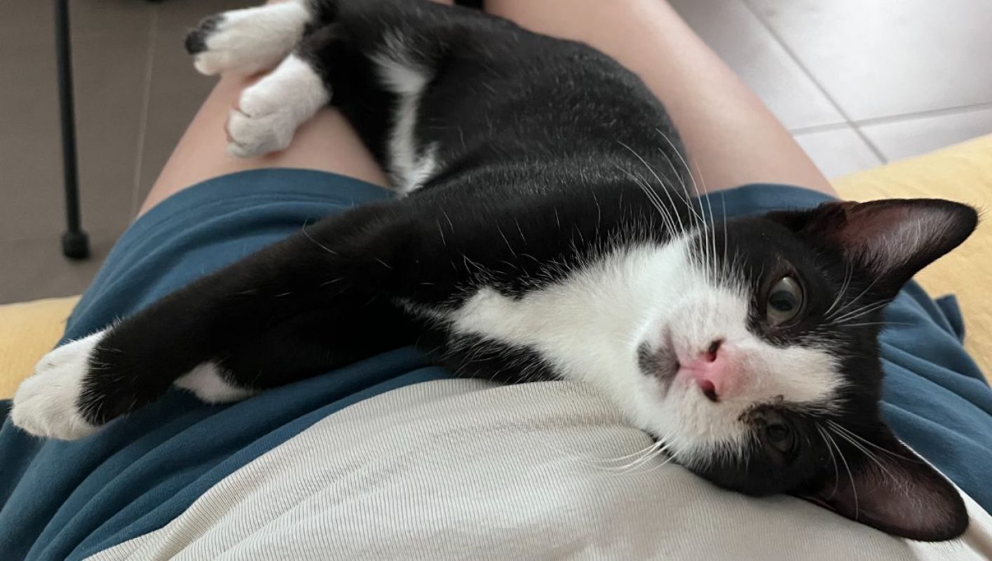 Bandit - Chat Européen à adopter - photo 2