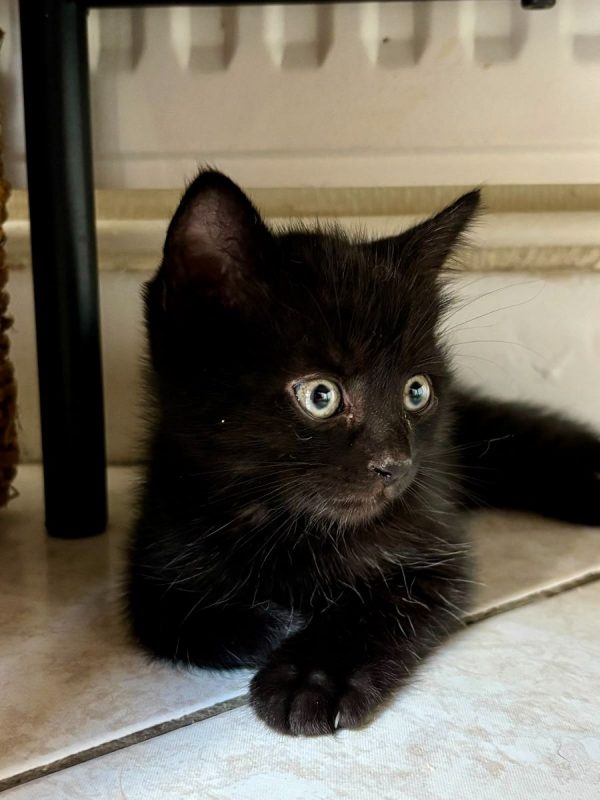 MINNIE - Chat à adopter
