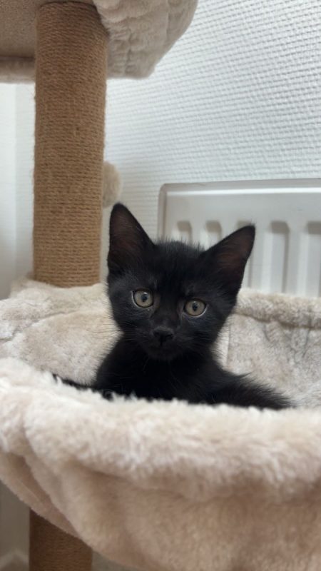 MINNIE - Chat à adopter - photo 3