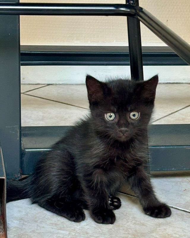 MINNIE - Chat à adopter - photo 2