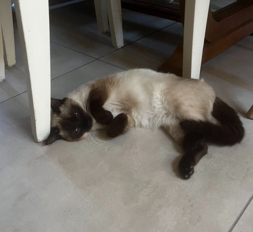 ISIS - Chat à adopter