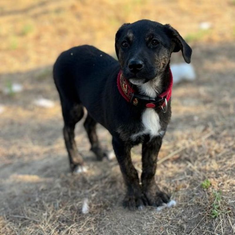 ZOOMIE - Chien à adopter - photo 5