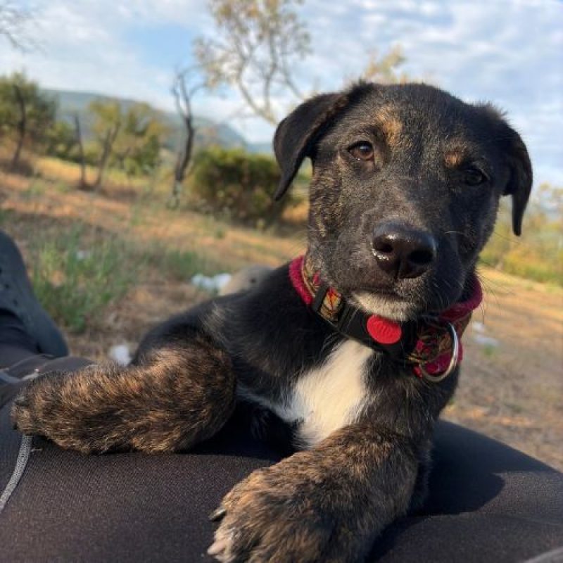 ZOOMIE - Chien à adopter - photo 7