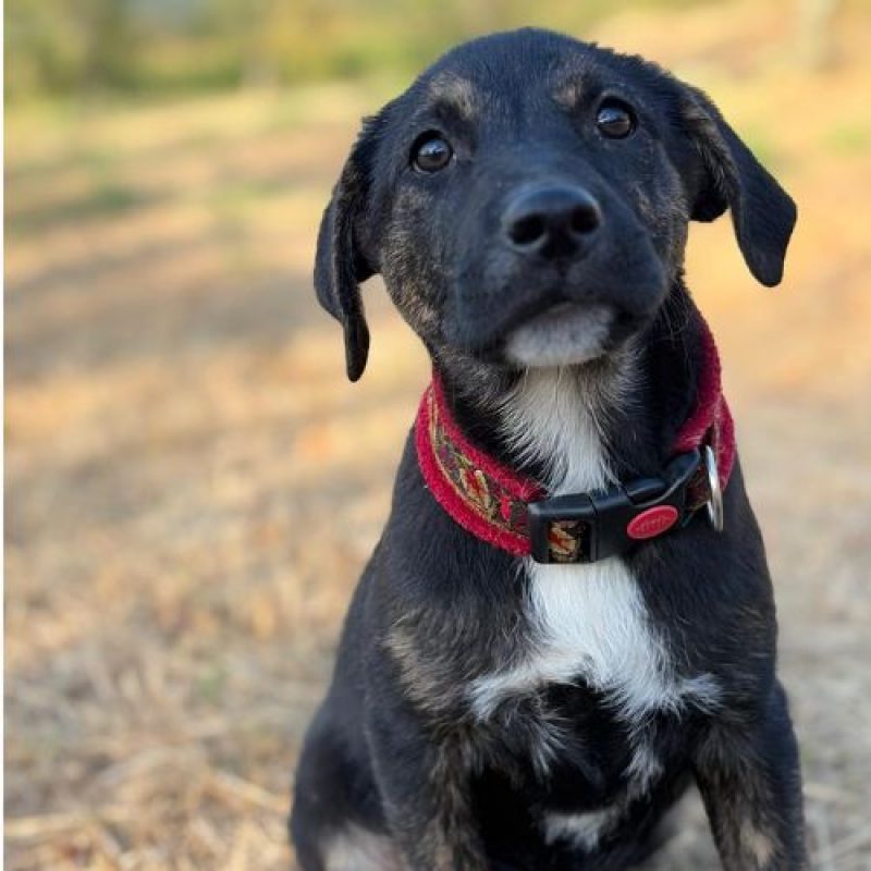 ZOOMIE - Chien à adopter - photo 3