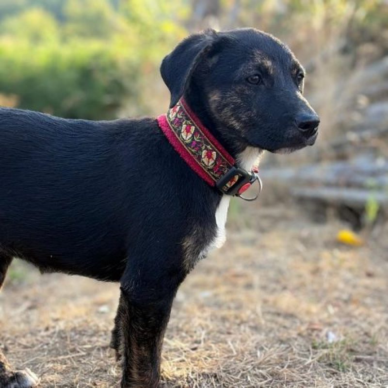 ZOOMIE - Chien à adopter - photo 6