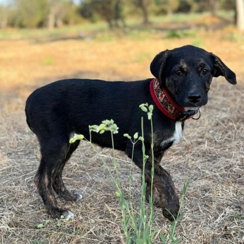 ZOOMIE - Chien à adopter - photo 4