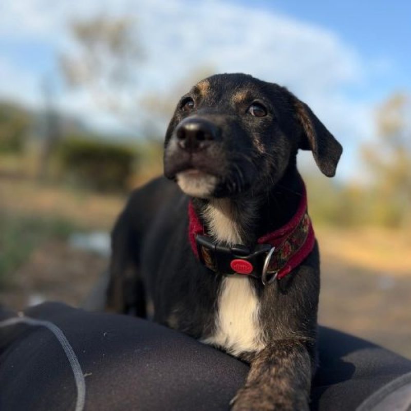 ZOOMIE - Chien à adopter - photo 9