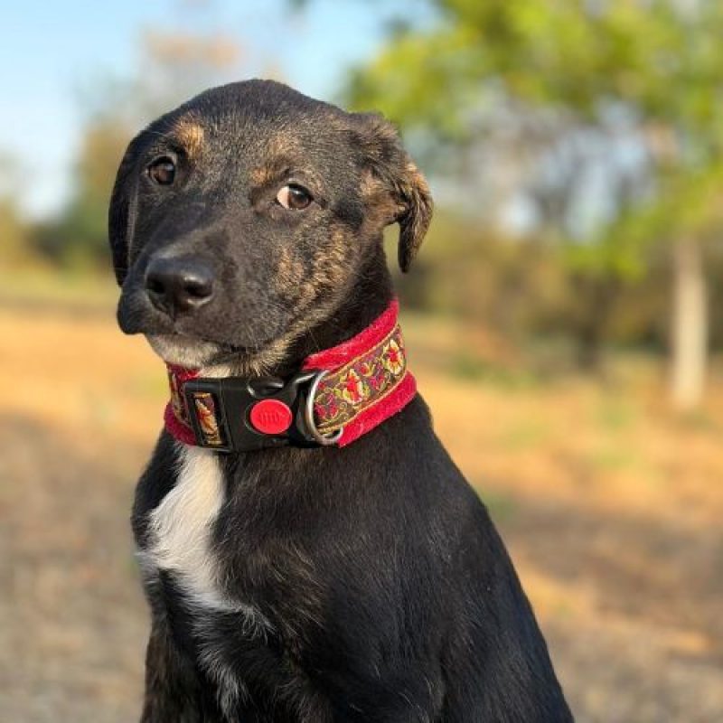 ZOOMIE - Chien à adopter - photo 8