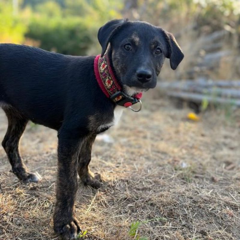 ZOOMIE - Chien à adopter - photo 2