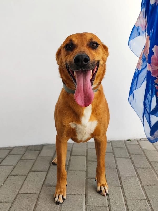 Snoopy - Chien à adopter