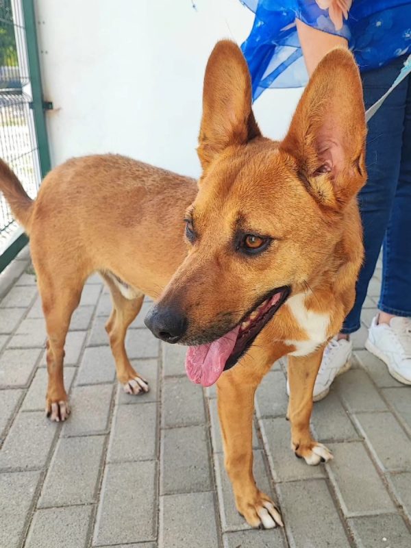 Snoopy - Chien à adopter - photo 2